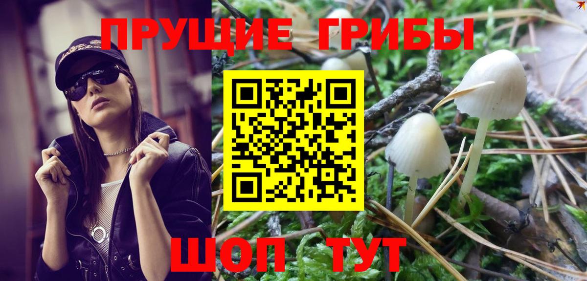 Псилоцибиновые грибы Psilocybe Курчатов