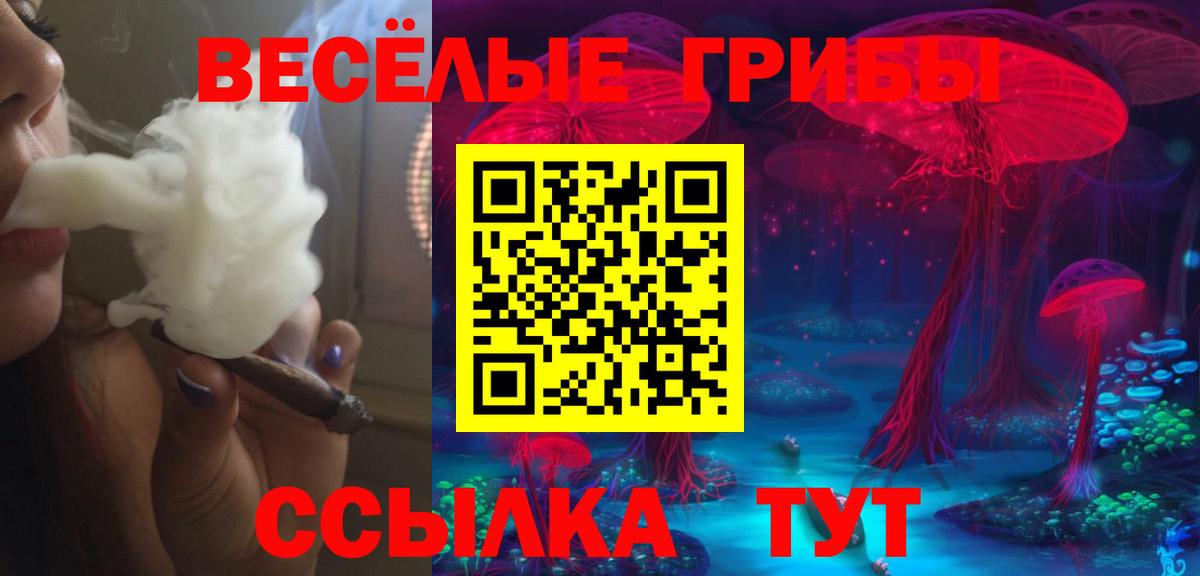 Курчатов  Псилоцибиновые грибы Psilocybine cubensis  Вход с VPN 